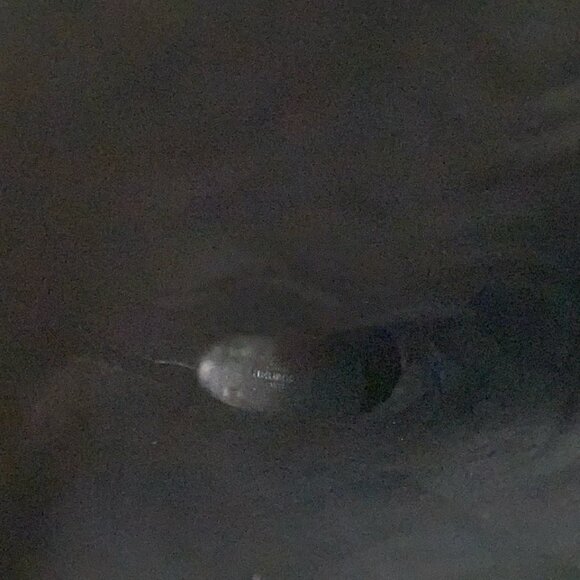 HERMES fjord - Beige Suede Women's Boots 556-021225 - Picture 8 of 9